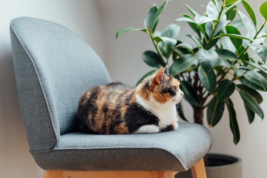 Multicolor pleased, well-fed cat pet Lounging on the gray fabric Arm Chair Near green ficus Plant.